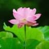 沐莲子