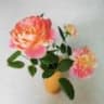 芸逗